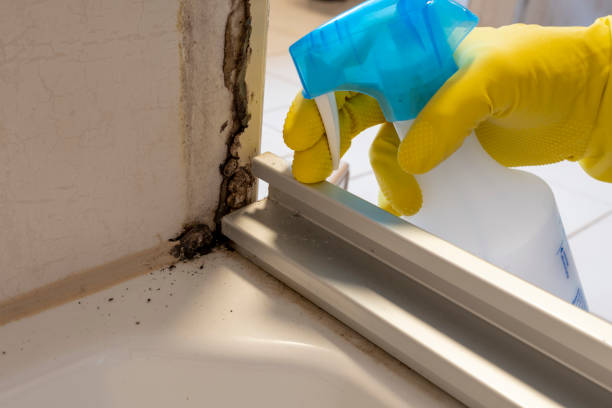 Best Residential Mold Inspection & Testing  in Aventura, FL